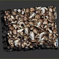 Fresh Brown And White Mushrooms Pile With Different Sizes And Healthy Vegetables