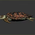 Turtle Cartoon Turtle Snapping Turtle Chickbill Turtle Reptile Cold Blooded Animal Reptile Class 3d model