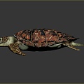 Turtle Turtle Cartoon Turtle Snapping Turtle Chickbill Turtle Reptile Cold Blooded Animal Reptile Reptile Class 3d model