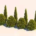 Diverse Shaped Green Arbor Trees With Lush Foliage And Natural Shadows In Outdoor
