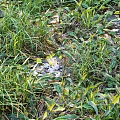 Lush Green Grass and Wild Plants in Natural Outdoor Meadow with Scattered Fallen Leaves