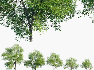 Lush Green Arbor Trees of Various Sizes with Dense Foliage in Natural Arrangement 3d model