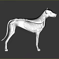 Modern Metallic Dog Sculpture With Skeleton Structure Sleek Lines And Reflective Surface 3d model