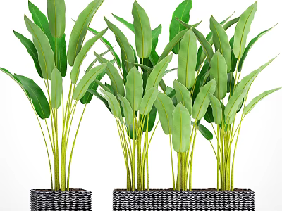 Potted Plants With Large Green Leaves And Yellow Stems In Black Woven Pots 3d model