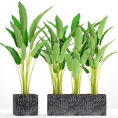Potted Plants With Large Green Leaves And Yellow Stems In Black Woven Pots 3d model
