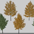 Tall Deciduous Trees With Green And Yellow Leaves For Garden Landscape Design