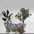 Various Plants With Large Green Leaves Purple Lavender Red Fruits And Red Leaves