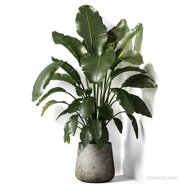 Tropical Potted Plant With Large Green Leaves In Concrete Planter For Home Decor 3d model 
