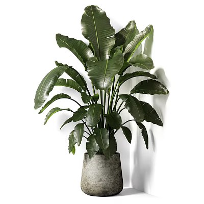 Tropical Potted Plant With Large Green Leaves In Concrete Planter For Home Decor 3d model