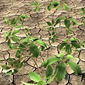 Green Plants Thriving in Cracked Dry Land with Vibrant Leaves and New Shoots