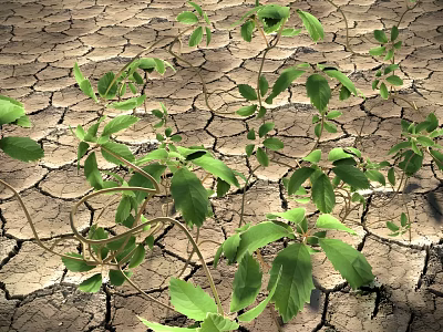 Green Plants Thriving in Cracked Dry Land with Vibrant Leaves and New Shoots 3d model