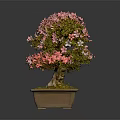 Pink Flowering Bonsai Tree With Sculpted Trunk In Square Mossy Pot