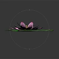 Pink Water Lily With Green Lily Pad On Water Surface And Reflection