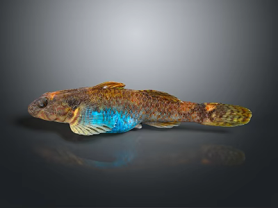 Catfish Carp Sturgeon Bass Freshwater Fish Various Carp Grass Carp Crucian Carp 3d model