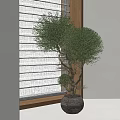 Bonsai Tree Decorative Indoor Plant With Shaped Foliage And Ceramic Planter Near Window