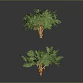 Various Green Plants With Different Heights And Leaf Shapes On Gray Background