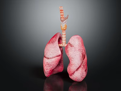 3D Rendered Human Lung Model With Trachea And Bronchi On Dark Background 3d model
