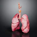 3D Rendered Human Lung Model With Trachea And Bronchi On Dark Background