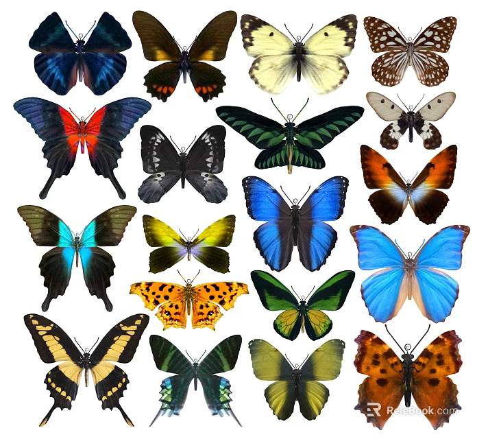Colorful Insect Collection Featuring Various Beautiful Butterfly Species With Diverse Patterns 3d model