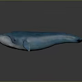 Blue Whale 3D Model With Blue Body And Light Colored Belly On Dark Background 3d model