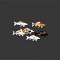 Colorful Koi Fish In White Orange Black Hues Swimming With Reflections On Water Surface