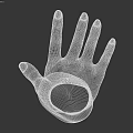 Detailed 3D Rendering of Human Hands and Arms Anatomical Structure
