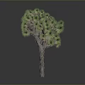 Joshua Tree With Brown Trunk And Green Needle Like Leaves In Unique Shape