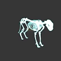 Detailed Animal Skeleton Structure With Standing Pose And White Bones Against Black Background