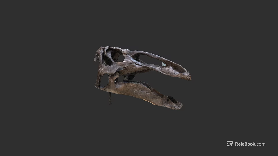 Ancient Reptile Skull Fossil Detailed Specimen With Natural Bone Structure 3d model 
