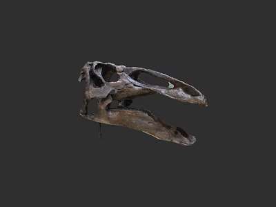 Ancient Reptile Skull Fossil Detailed Specimen With Natural Bone Structure 3d model