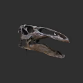 Ancient Reptile Skull Fossil Detailed Specimen With Natural Bone Structure
