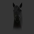 Black Horse Head Portrait With Mane Ears And Eyes On Gray Background