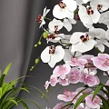 Beautiful Bonsai Potted Plants with White Pink Orchid Flowers Green Leaves and White Pots
