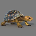 Reptile Turtle With Colorful Shell And Yellow Black Patterned Limbs On Gray Background 3d model