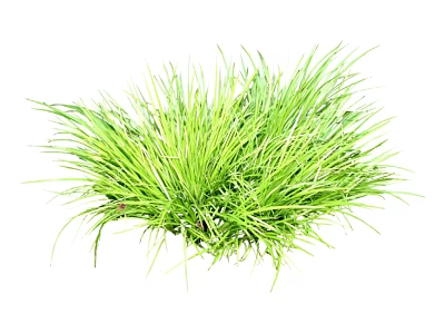 Healthy Lush Green Grass Clump With Slender Leaves And Vibrant Foliage 3d model
