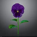Vibrant Purple Pansy Flower With Green Leaves On Gray Background