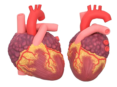 Chest Organ Human Heart Detailed Anatomy 3D Model View With Blood Vessels 3d model
