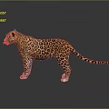 Stunning Leopard with Orange Black Spotted Fur Standing with Reflection on Dark Smooth Surface 3d model