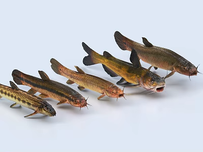 Colorful Freshwater Catfish Showing Varied Colors Fins And Distinctive Swimming Styles 3d model