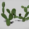 Realistic Green Cactus 3D Model With Multiple Flat Pads On White Background 3d model
