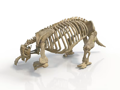 Realistic Style Dinosaur Fossils Dinosaur Bones Fossils Prehistoric Organism Skeleton Paleontology 3d model