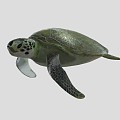 Turtle 3d model