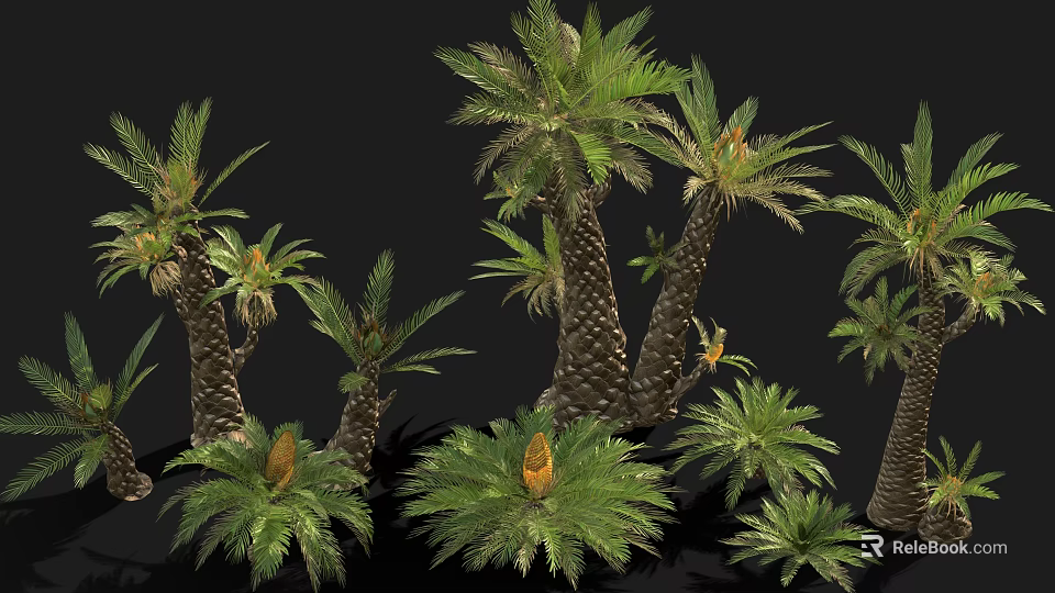 Various Sizes of Cycad Plants with Thick Trunks and Lush Green Pinnate Leaves 3d model 