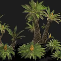 Various Sizes of Cycad Plants with Thick Trunks and Lush Green Pinnate Leaves