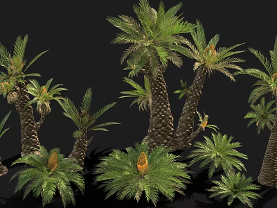 Various Sizes of Cycad Plants with Thick Trunks and Lush Green Pinnate Leaves 3d model
