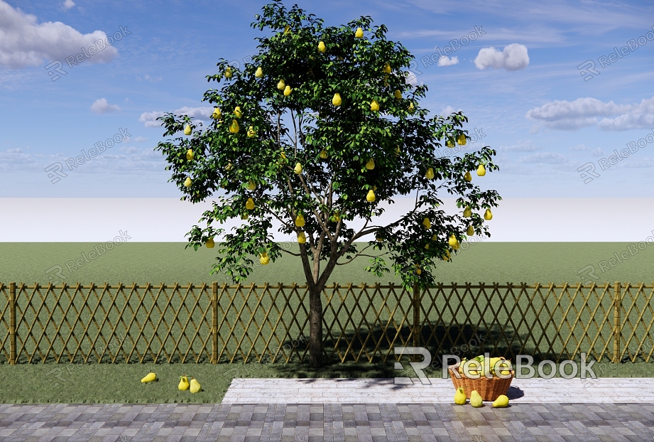 Garden Fruit Tree Pear Tree Pear Sydney Yali Pear Landscape Tree Fruit Tree model