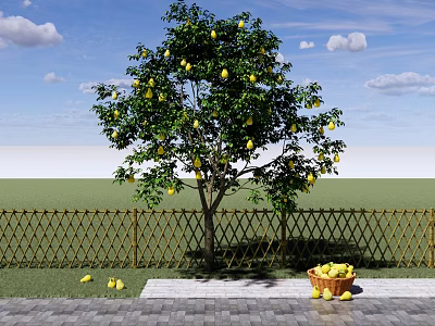 Garden Fruit Tree Pear Tree Pear Sydney Yali Pear Landscape Tree Fruit Tree 3d model