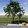 Garden Fruit Tree Pear Tree Pear Sydney Yali Pear Landscape Tree Fruit Tree 3d model
