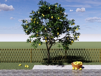 Garden Fruit Tree Pear Tree Pear Sydney Yali Pear Landscape Tree Fruit Tree 3d model