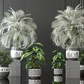 Various Potted Plants Including Palms And Leafy Greenery In Decorative Ceramic Pots On Dark Surface